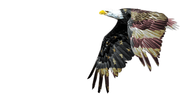 bald eagle